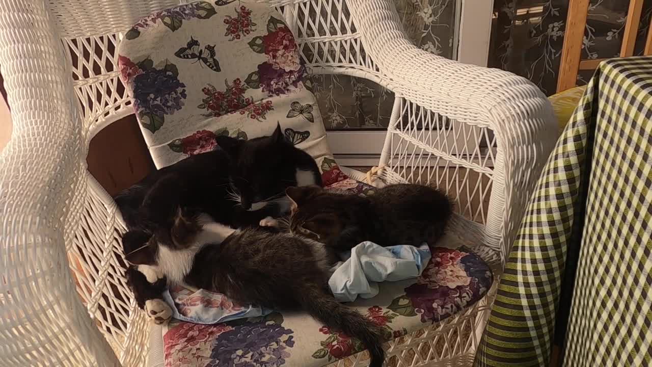 While the kitten sucks milk from mother cat, her brother plays with her tail