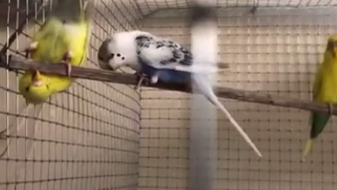 Birds Playing