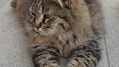 cat loves massage قط يحب المساج