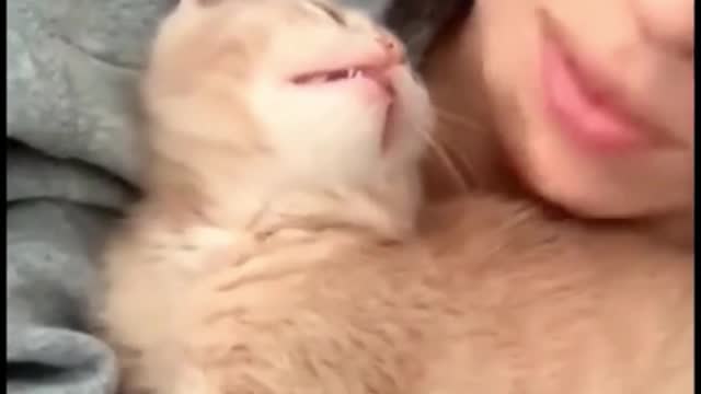 The cat jumps on the bed in a funny way