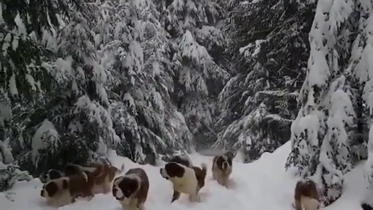 WATCH THE DOGS ENJOY THE SNOW, SHORT VIDEO
