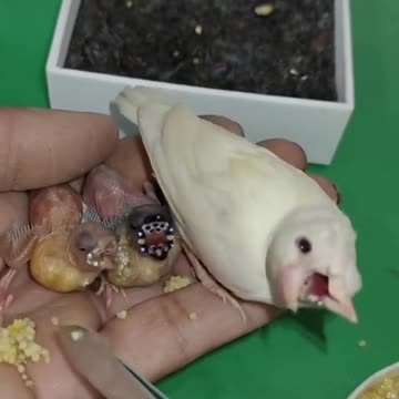 Baby gouldian,FEED LIKE DANCE NECK MOVE,MUST WATCH,CUTE BABY