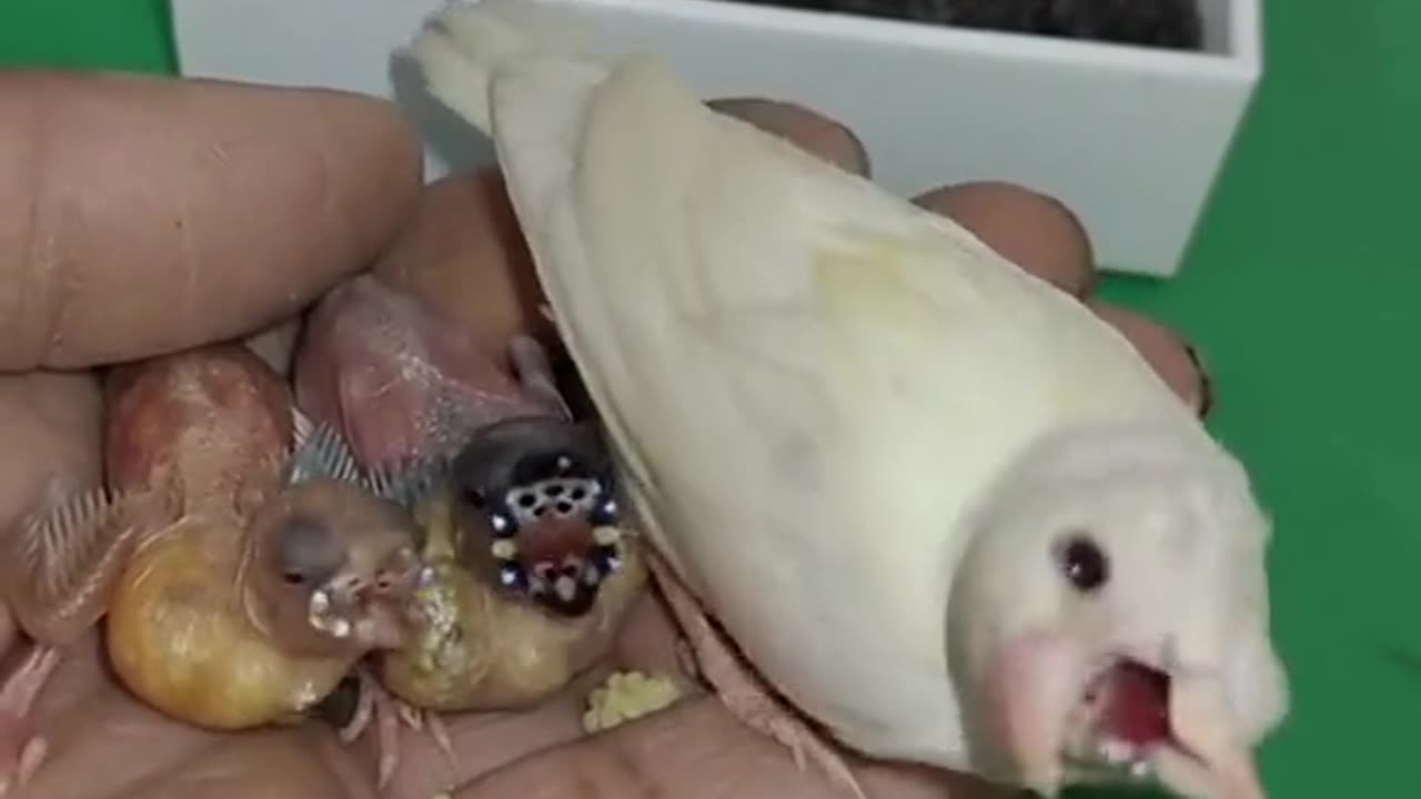 Baby gouldian,FEED LIKE DANCE NECK MOVE,MUST WATCH,CUTE BABY