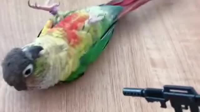 Amazing parrot