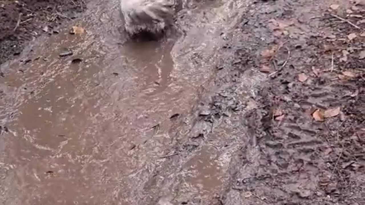 Pawty in the puddle: Because life is too short for dry fur 🎉💦🐕 #PuddleMania