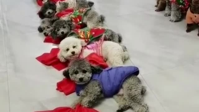 Cute dog dancers | best video of dogs in 2022