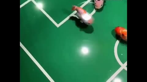 Small Fish Soccer Game