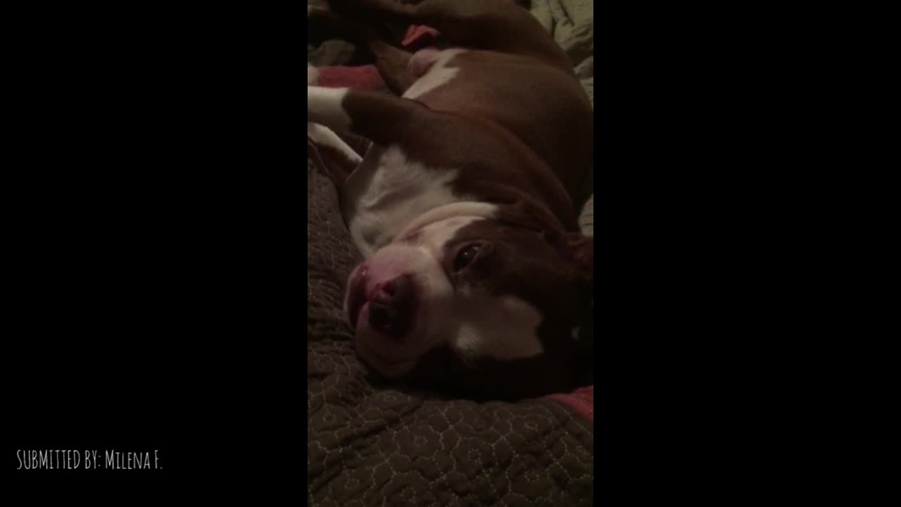 Dog Sleeps With Eyes Open