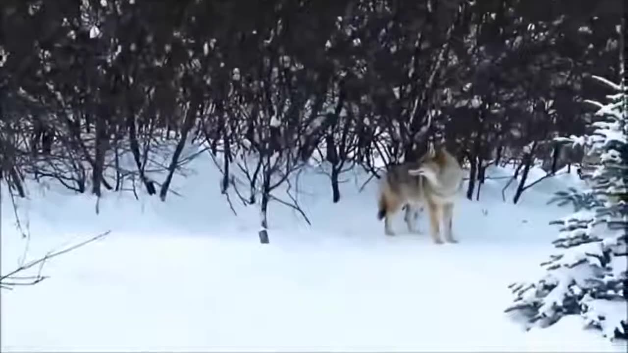 The strongest clip of wolves attacking the fiercest animal on earth, the animal world