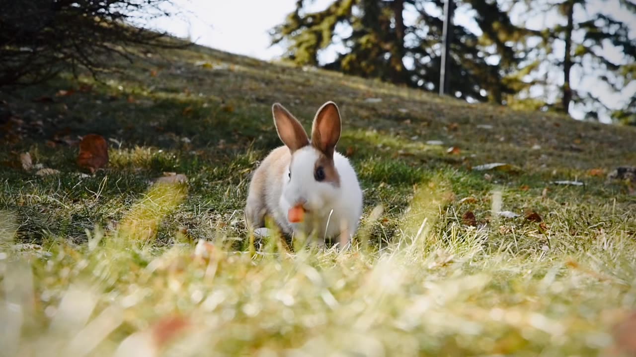 A Rabbit Foraging Outdoors