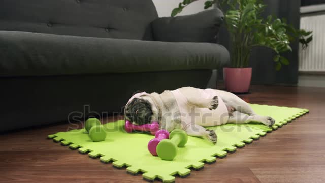 Funny cute pug dog do fitness at home. Tired of sport training, lying on the mat to sleep