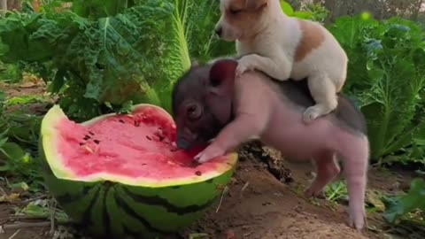 Cute little pig eating watermelon