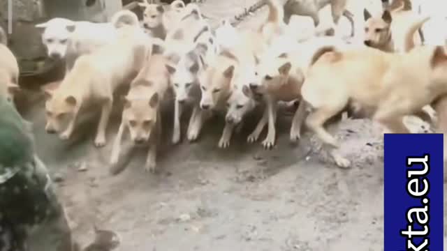 Furious Cat Confronts 14 dogs