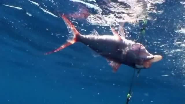 Chris Rea - Gone Fishing