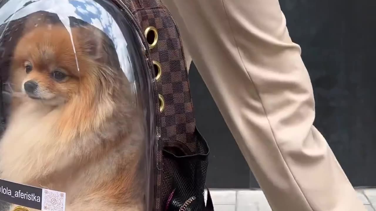 Dog style