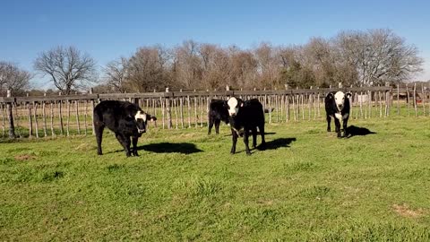 3 Brangus Baldy heifers