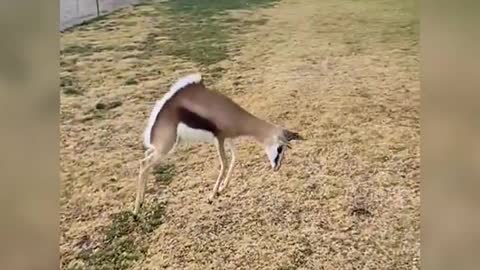 A cheerful antelope