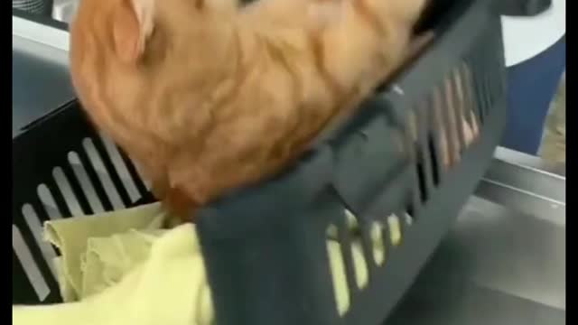 Cat Do Not Like Vet. Funny Video. 😂😂😂