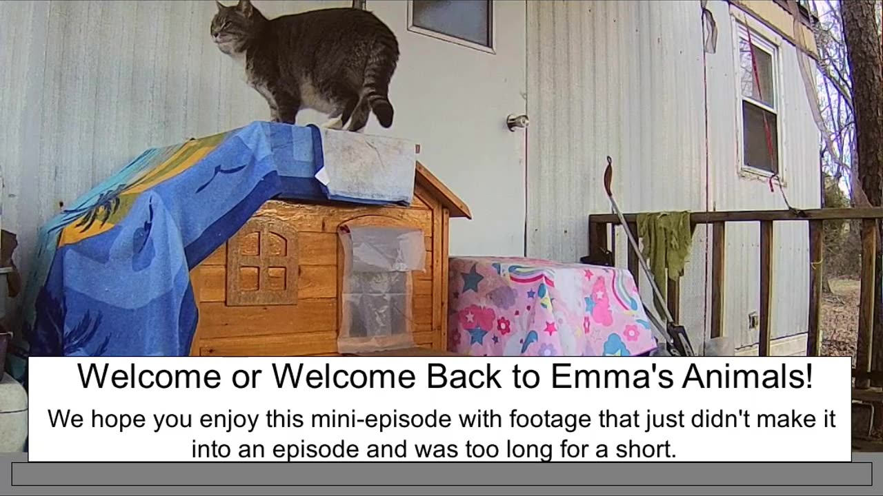 Emma's Animals Mini Episode (ME) Three