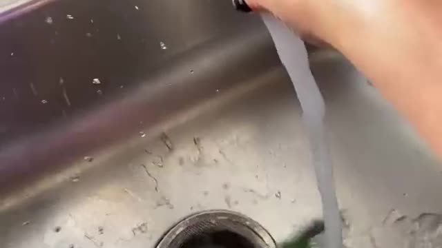 Parrot bathtub , funny parrot