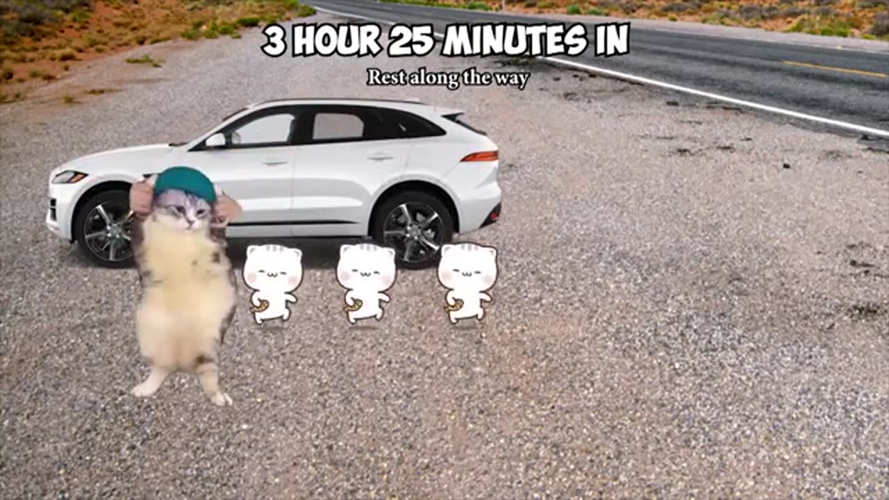 Cat MEMES Roadtrip Compilation Full 1 Hour #kittens #cats #love #animals #usa #canada