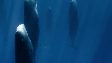 How sperm whale sleep?