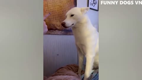 Funniest Animals Videos 2023 😍 Funniest Dogs And Cats 🐱🐶