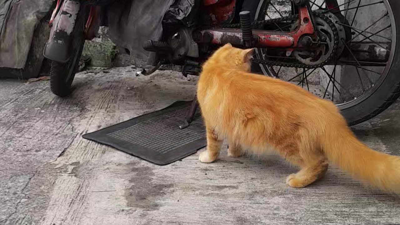Cat and old motor