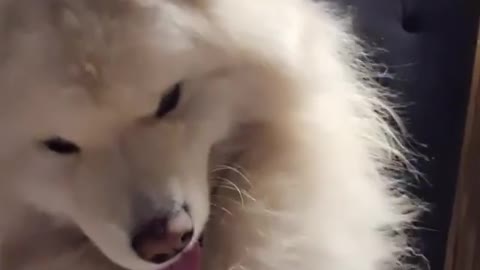 This dog is having fun with his owner