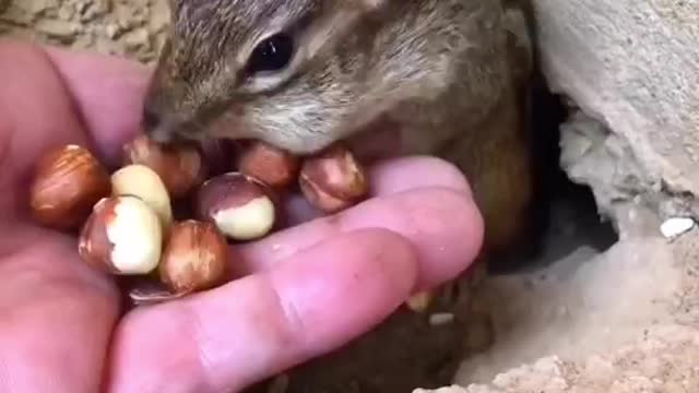 Soooooooo cute and adorable baby chipmunk