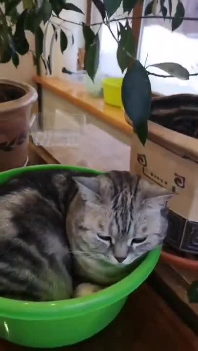 7.Cats and dogs _ cats meowing _ cats funny videos #shorts