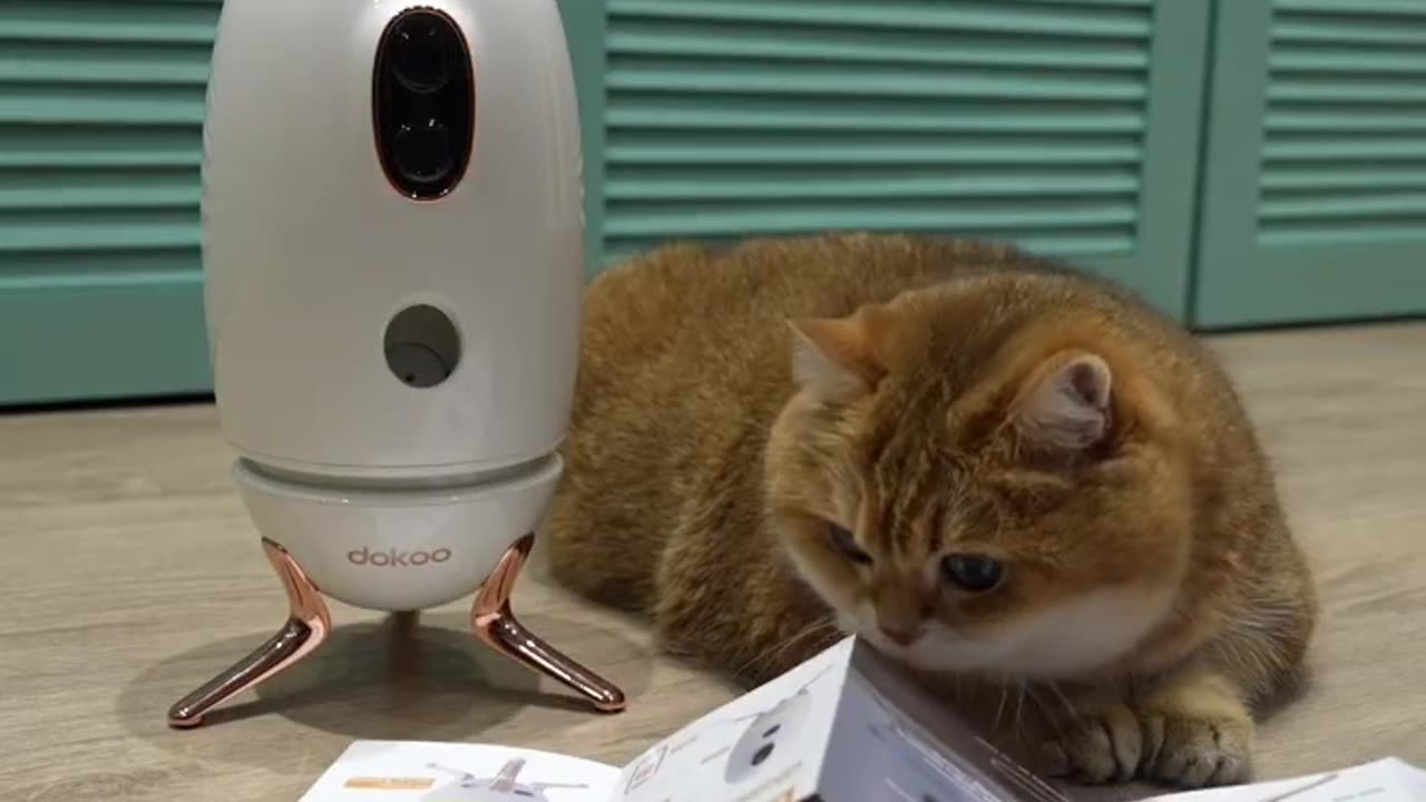 Cat learning how make food