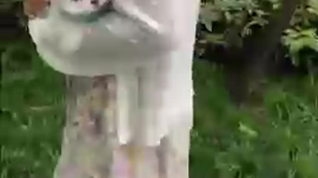The most adorable puppies in the world