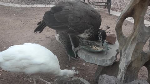 White Peacock Gandalf and Family Sate on Seeds