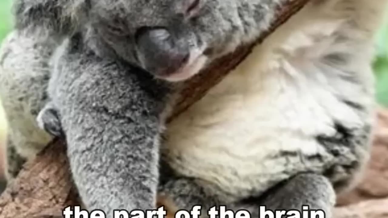 Koala🤗