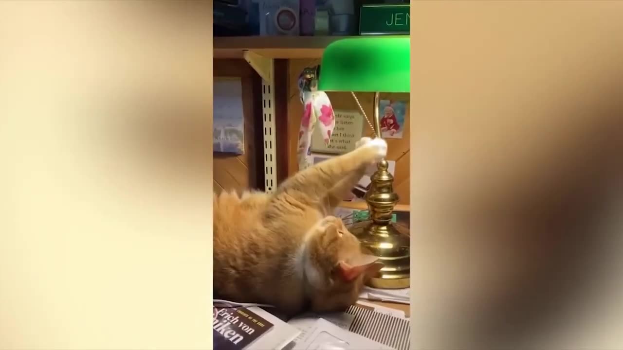 funny cats and dog compilation |cats and dogs funny fails |cats and dogs funniest videos #05