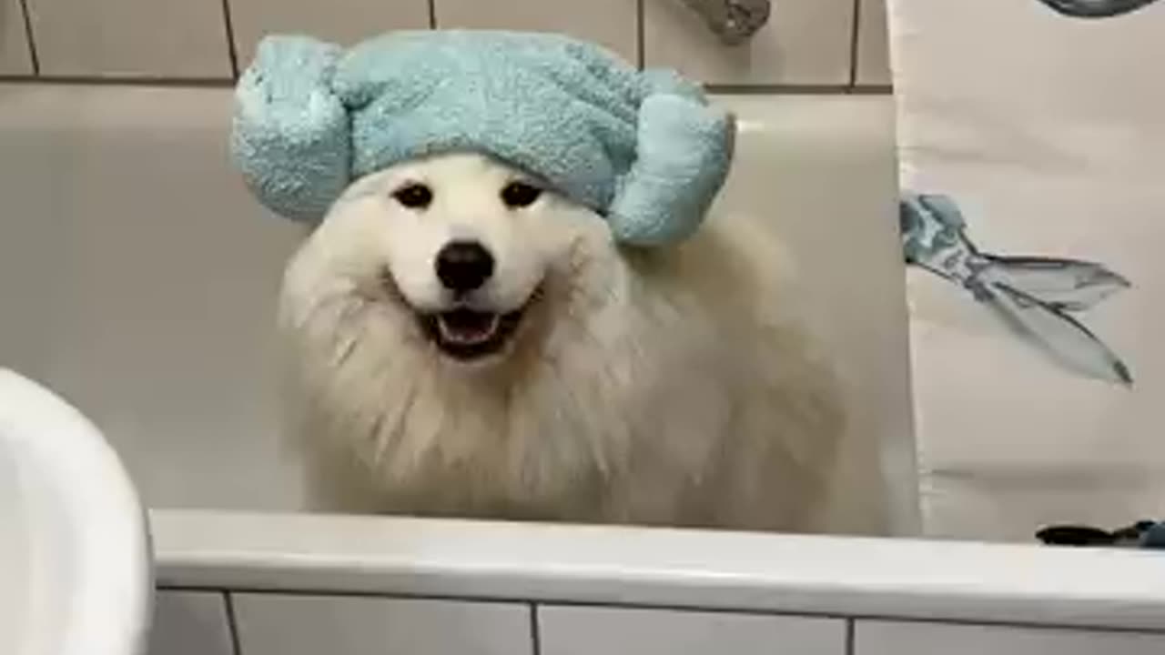 How i training to my dog