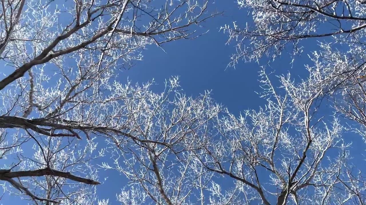 (Cozy Nature ASMR) Walking Around the Lake after Fresh Snowfall