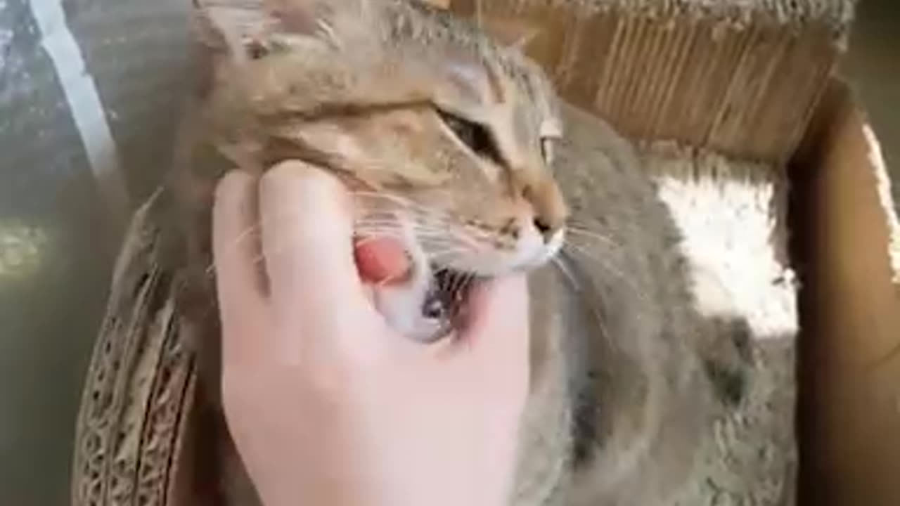 A cheese-colored cat full of cuteness