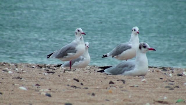 Seagull family