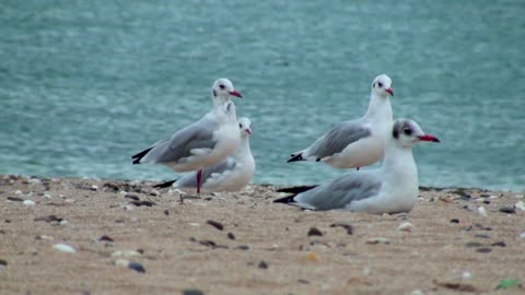 Seagull family