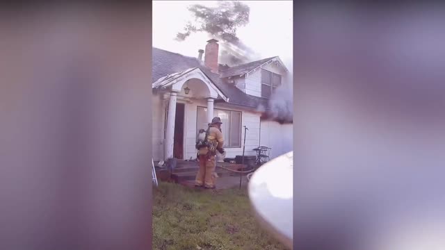 CATS AND DOGS: Fire Crews Rescue 70 Tiny Pomeranian Dogs And Several Cats From Burning Home