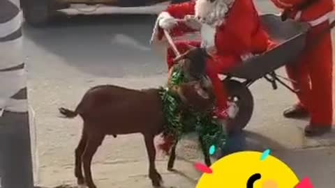 Funny xmas video