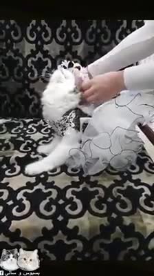 my cat wedding ceremony I wish you