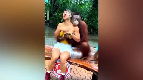 Funny animals videos