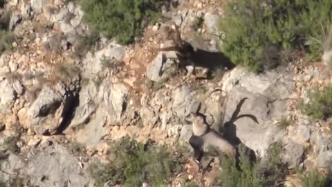 ¡¡¡ Estas CABRAS de montaña Desafían a la MUERTE !!!7