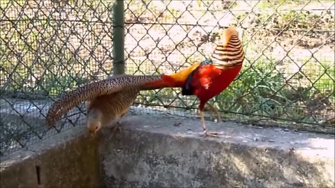 Beautiful Golden Pheasants and Wading Birds