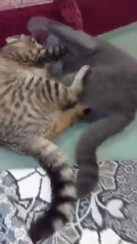 Watch the pets and their beauty 😍 😘