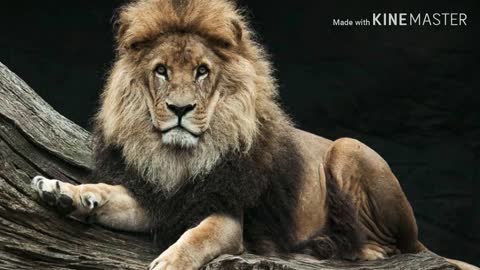 Why Lion 🦁 is King of the Jungle- हिंदी