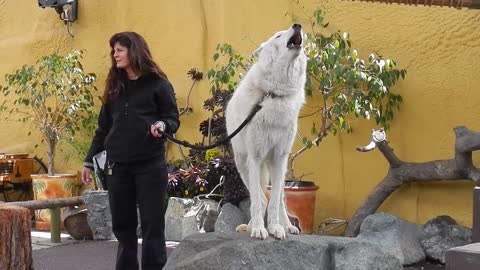 San Diego Zoo - White Arctic Wolf Howling